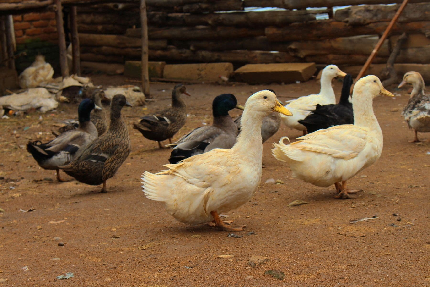 Why the ‘One Breed Fits All’ Approach Is Failing Africa’s Livestock Sector