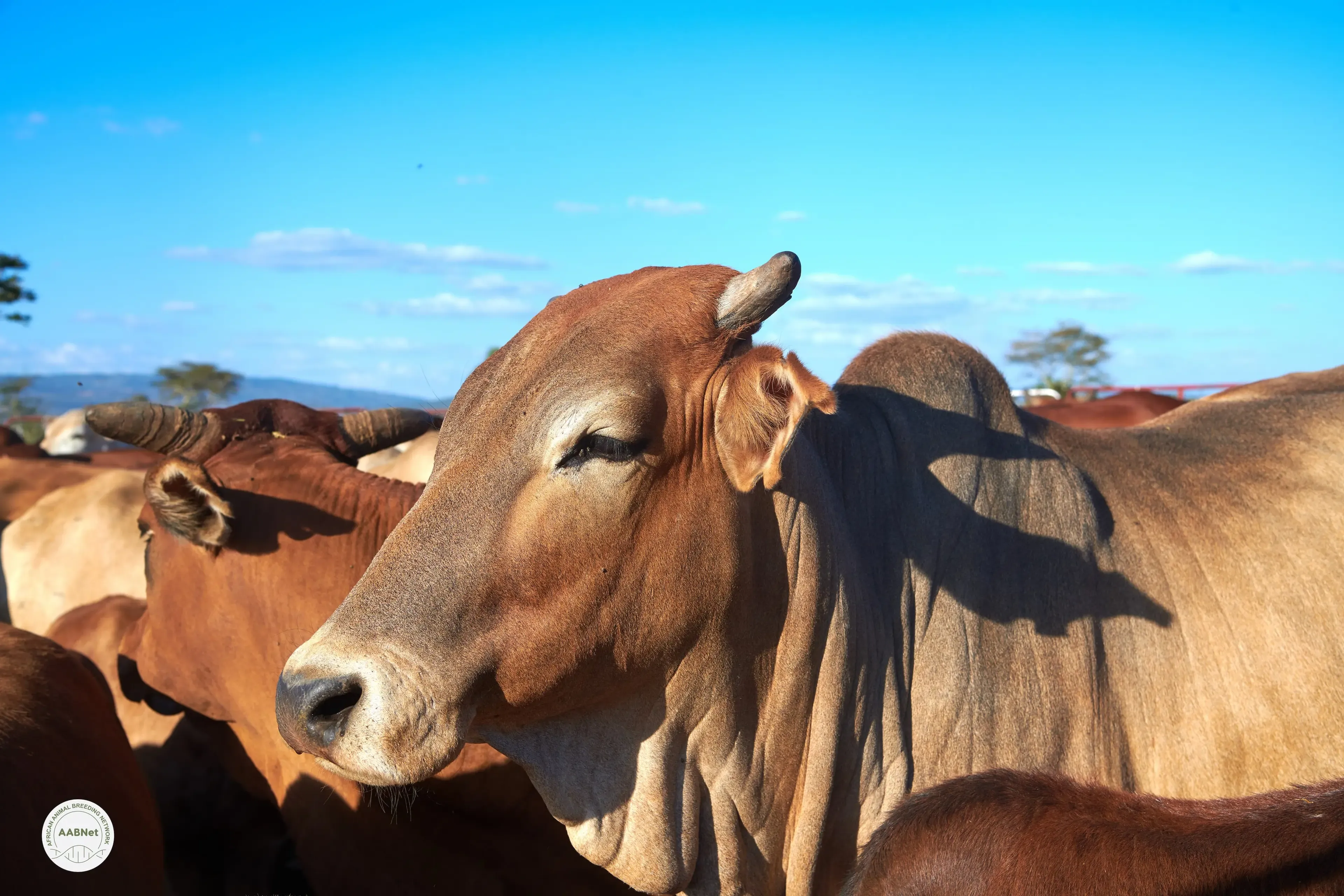 AABNet’s role in Pioneering Livestock Genetic Improvement Across Africa Featured in Nature Genetics Scientific Journal