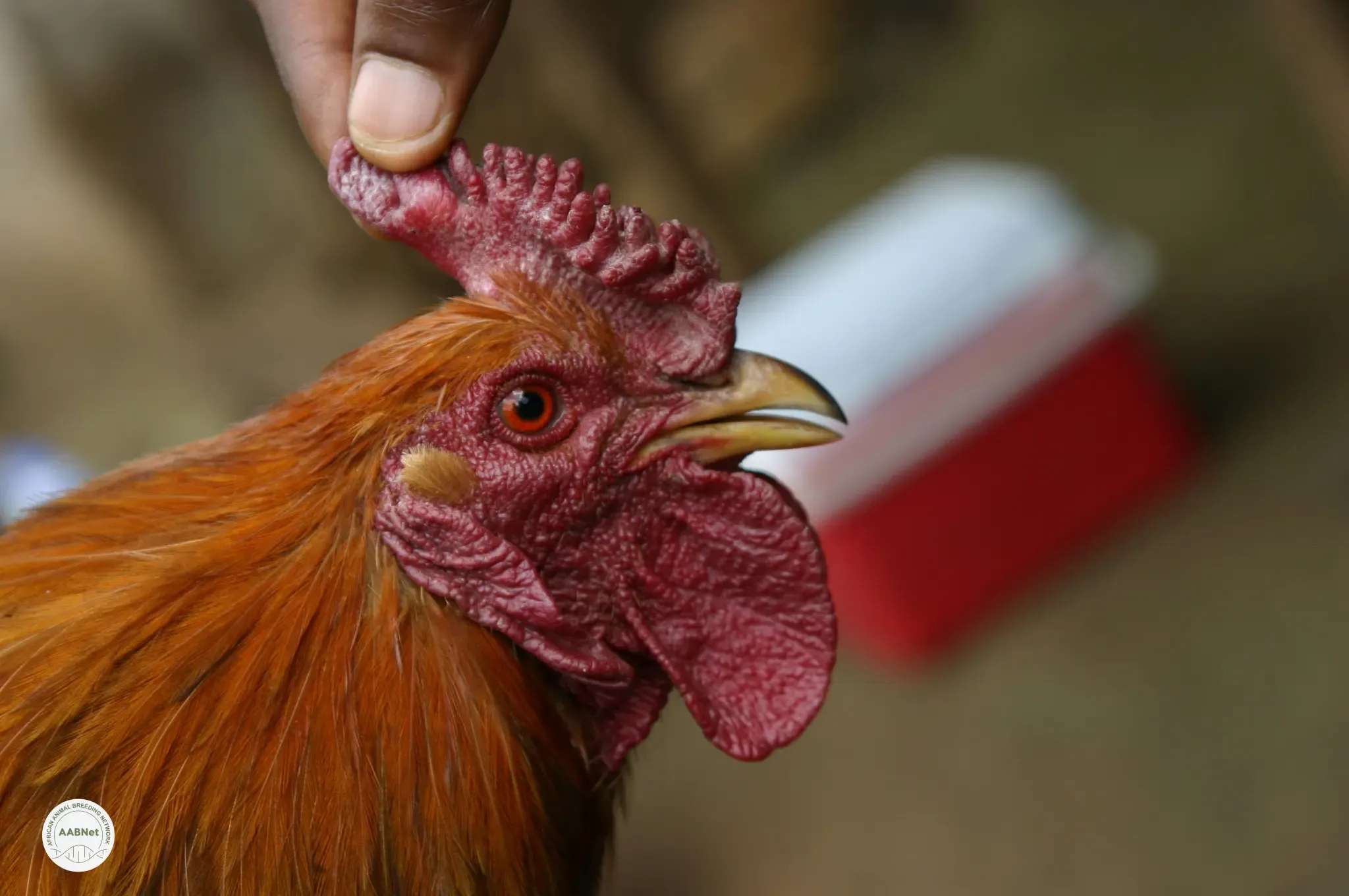 CoELIB: Scaling Livestock Innovation for Africa’s Future through the African animal Breeding Network (AABNet)