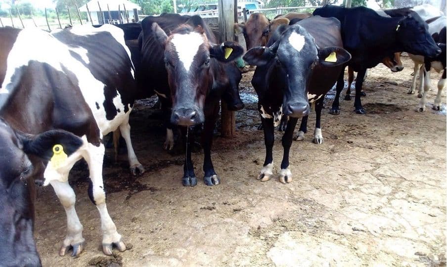 Harnessing Genetics to Combat Heat Stress in African Livestock