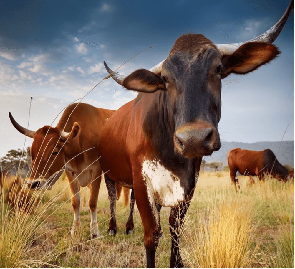 The Genetic Structure and Diversity of Smallholder Dairy Cattle in Rwanda